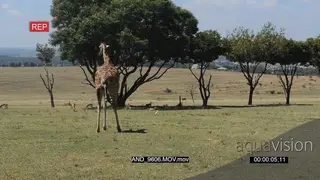 Giraffe giving birth