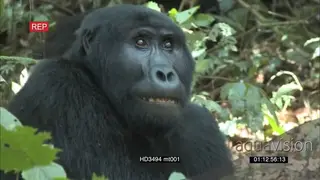 Male Mountain Gorilla walk in, sit and beat chest AmCam