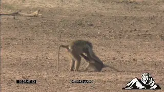 Yellow baboon troop sits together on the top part above the riverbed with mother and her.