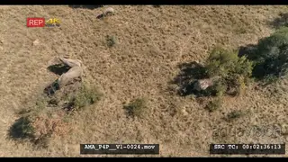Aerial Drone African elephant herd and calves feeding off bushes