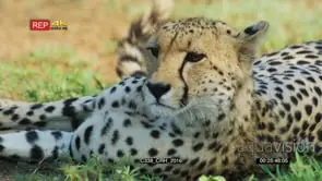 Cheetah lying on grass turns towards camera