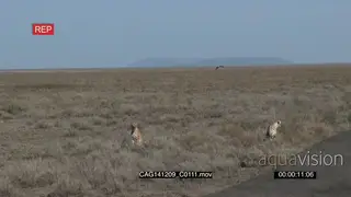 Cheetahs sitting on bushveld looking around 2S WS HAND