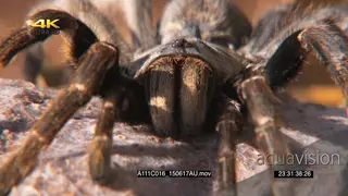 Horned Baboon Spider standing on silk facing camera CU FOCUS PULL