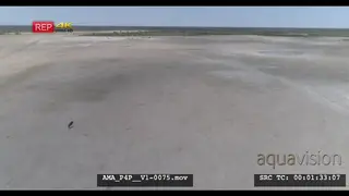Aerial Drone Wildebeest walking over salt-pan