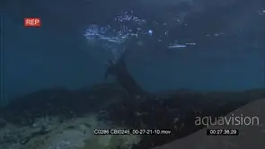 Adult Sea Otter hunting, foraging, digging using its paws on the sea floor to locate.