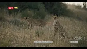 close up shot of two adult cheetahs acinonyx jubatus on the hunt