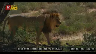 Close tracking shot of male lion smelling the ground around a tree that he had just.