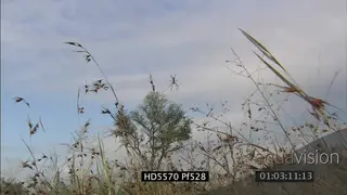 XLS to CU of golden silk orb spider sitting on web in field