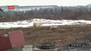 Polar bear encroaching human habitat due to diminishing wildlife environment scouting.