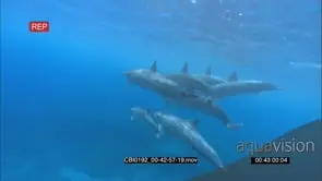 Spinner dolphin pod UW on reef