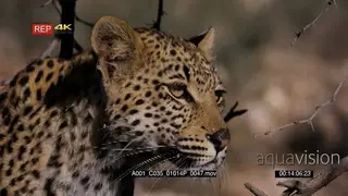 Close up front view of leopard listening and watching while on the hunt.