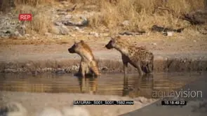 Spotted hyena pair mud bathing drinking water constantly looking around 1 gets out of.