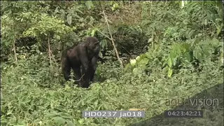 Mountain gorillas play fight through forest bushes