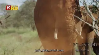 African Elephant standing and throwing dust.
