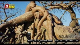 A Scenic, Medium Close Up and tilt down of the artistry shaping of Baobab tree.