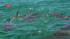 Nurse Sharks swimming in circles in ocean out of the blue MLS HAND SLOWMO