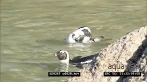 African Penguins at Boulders Beach