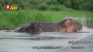 Two adult Hippos wading, submerging, looking around, eyes.
