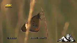 Butterfly sitting on end of a grass in nice afternoon light