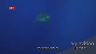 Great White Shark swimming underwater in ocean passing by UW AmCam