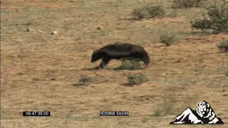 Honey badger jogging and sniffing around PROFILE