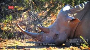 Black Rhino Laying down Resting GOOD LIGHT
