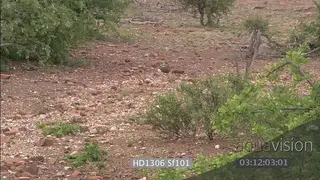 Young Cheetah cubs walking through bushveld standing next to mother looking around.