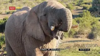 An African elephant standing and drinking water MCU