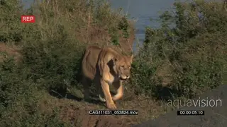African Lion walking on bushveld looking around and Hooded Vultures standing in.