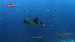 Tracking shot reef manta ray followed by schools of reef fish glides/swims in the blue