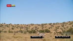 Lone Zebra Grazing WS