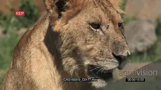 African Lioness sitting on bushveld looking around CU HAND