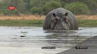 Bull hippo charging towards camera MS