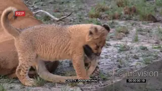 Lioness resting and the cubs play fight and one learning how to hunt AmCam