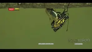 monarch butterfly emerging from chrysalis