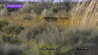 Cheetah jogging through bushveld hunting SLOW MWS PAN