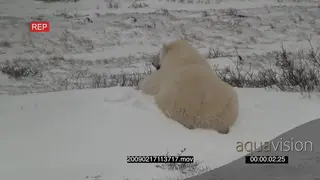 Polar bear scouting around rolling in snow digging playing