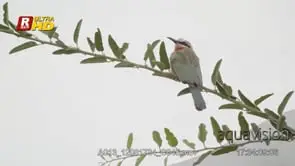 White-fronted bee-eater back view, perched on a tree twig, looking around and foraging. LA.