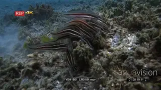 Tracking shot of a school of striped catfish.