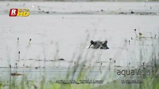 Hippo submerged, eyes, ears and nostrils above the water surface and returns underwater.
