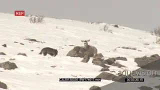 Gray Wolf hiding and running around on snowy prairie trying to hunt Elk Antelope WS PAN.