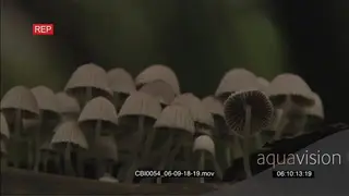 Mushrooms growing on log in forest CU