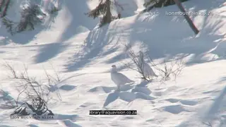Willow Ptarmigans walking on snowy tundra MLS PAN