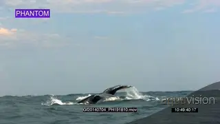 Pair of Humpback whale porpoising.