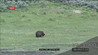Grizzly Bears play fighting on grass XLS