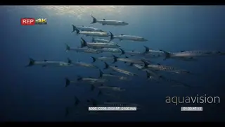 Wide shot of a school of blackfin barracuda fish swimming in the blue