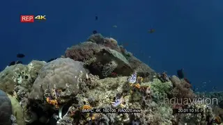 Cutaway of a hungry hawksbill turtle, Eretmochelys imbricata eating some soft coral