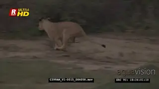 African female Lion chasing Zebras.