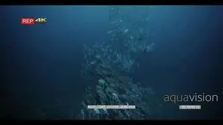 Wide slow motion shot of a huge school of Bigeye Trevally,swirling in a long chain…