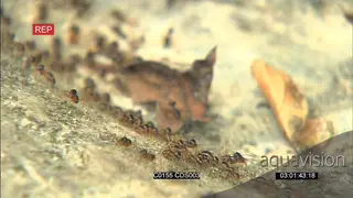 Termites on the move in Forest, protected by soldier termites on the sides